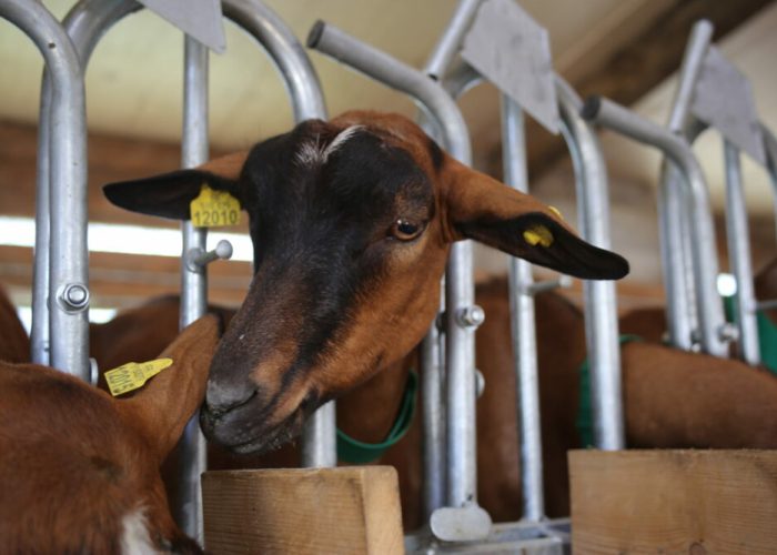 Chèvrerie de Choisy La chèvrerie de Choisy est située en HauteSavoie, à deux pas d'Annecy Chèvrerie de Choisy La chèvrerie de Choisy est située en HauteSavoie, à deux pas d'Annecy